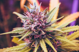 marijuana-growth-cycle-flowering